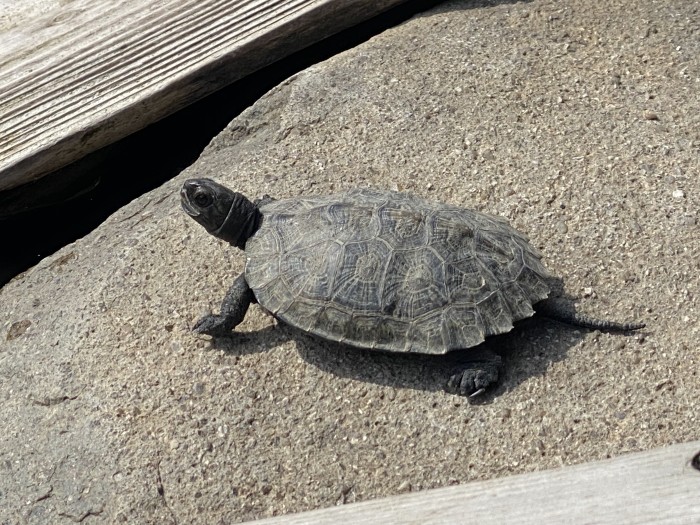大きくなって飼いきれなくなったニホンイシガメは引き取ります。