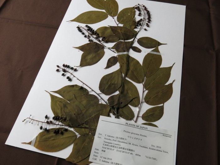 完成した植物標本
