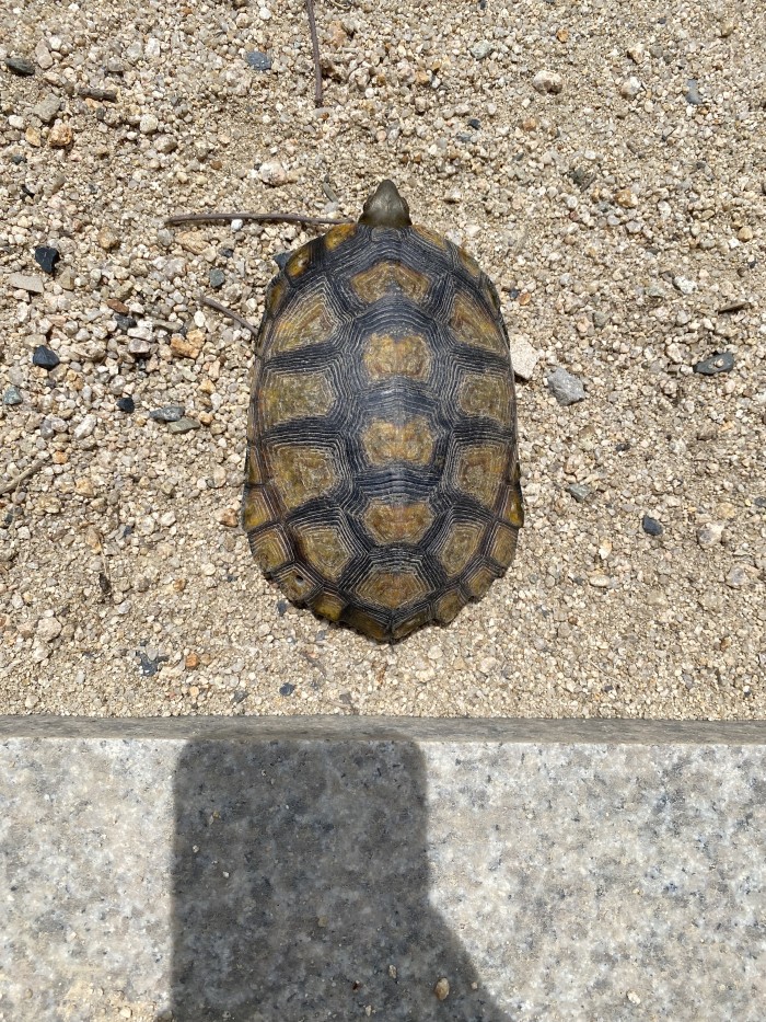 種を存続させましょう。