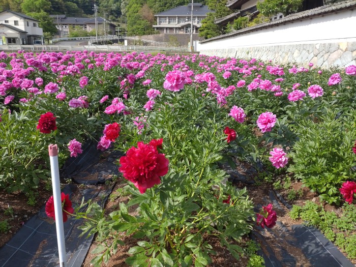 芍薬収穫・出荷プロジェクト ～大輪の夢を育てて、花摘みでときめこう～
