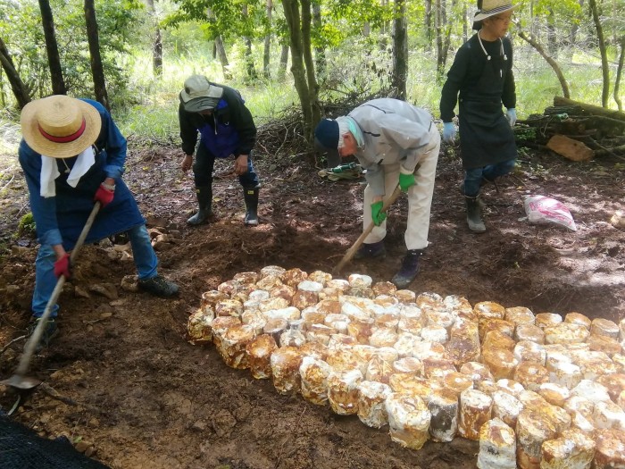 森に触れ、きのこ栽培を体験して、自分でも育ててみよう！